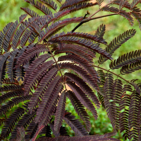 Albizia - Arbre à soie Summer Chocolate® - Albizia julibrissin Summer Chocolate®