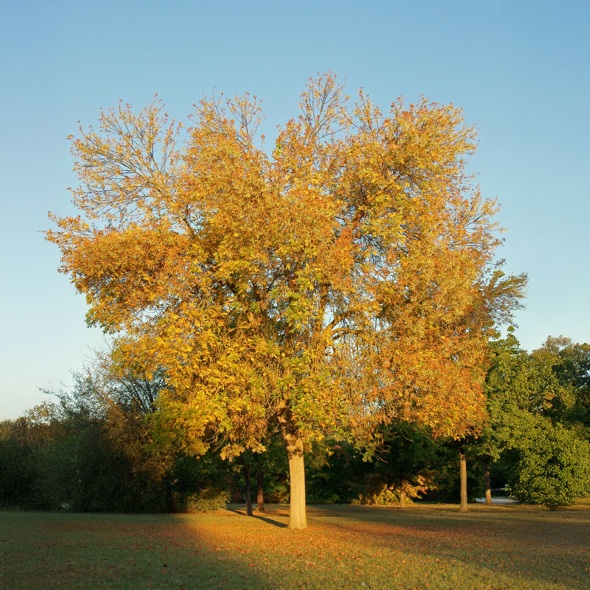 Frêne d'Amérique Skyline - Fraxinus americana Skyline - Willemse