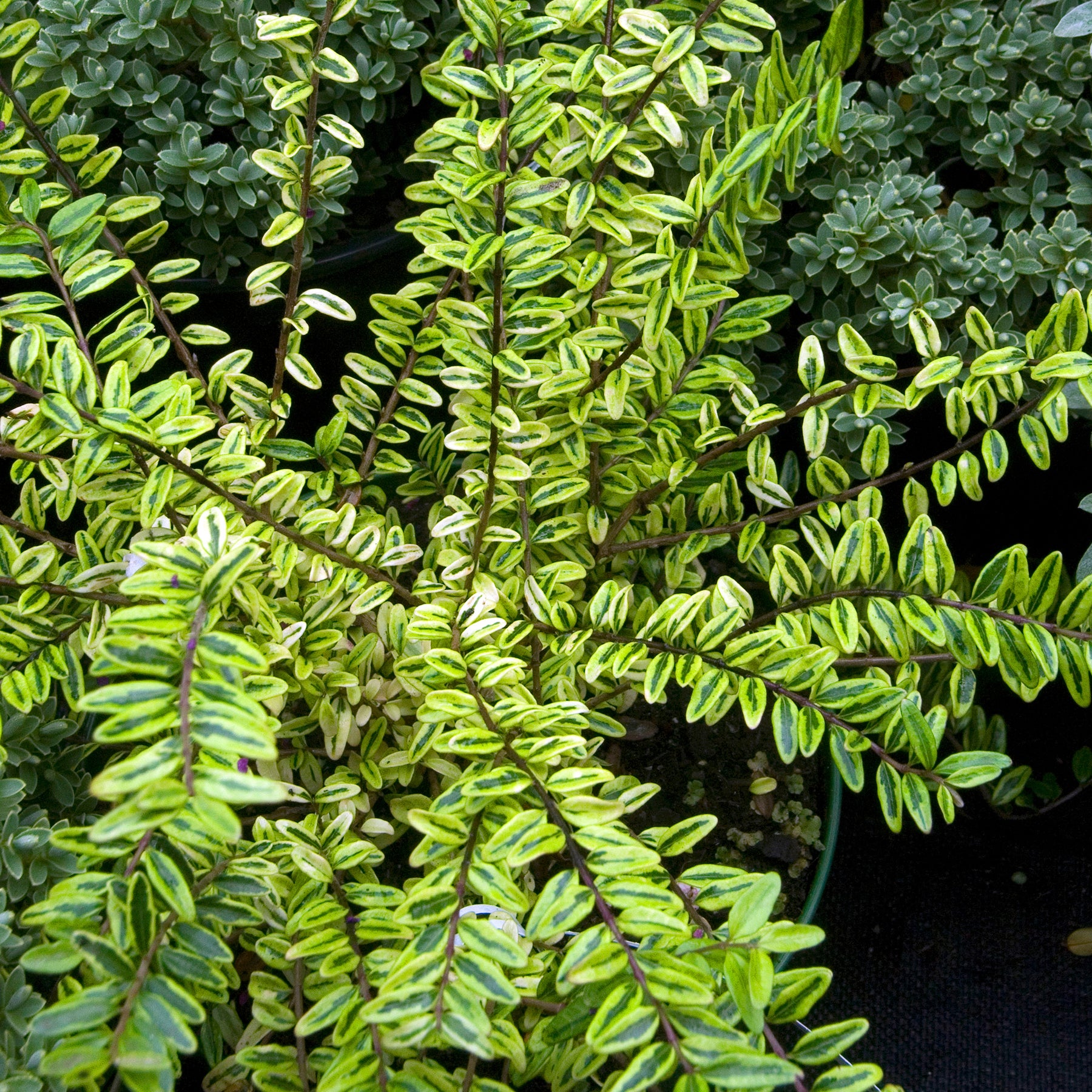 Lonicera nitida Lemon Beauty - Chèvrefeuille à feuille de buis Lemon Beauty - Arbustes à feuillage persistant