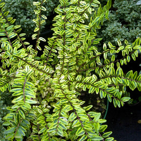 Lonicera nitida Lemon Beauty - Chèvrefeuille à feuille de buis Lemon Beauty - Arbustes à feuillage persistant