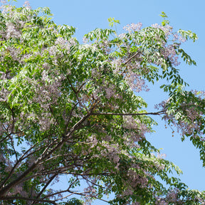 Lilas de Perse - Margousier - Willemse