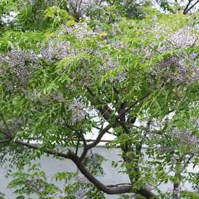 Vente Lilas de Perse - Margousier - Melia azedarach