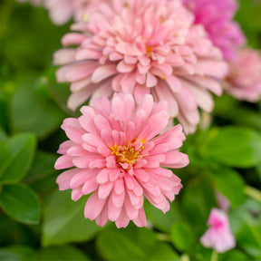 Zinnia  rose - Willemse