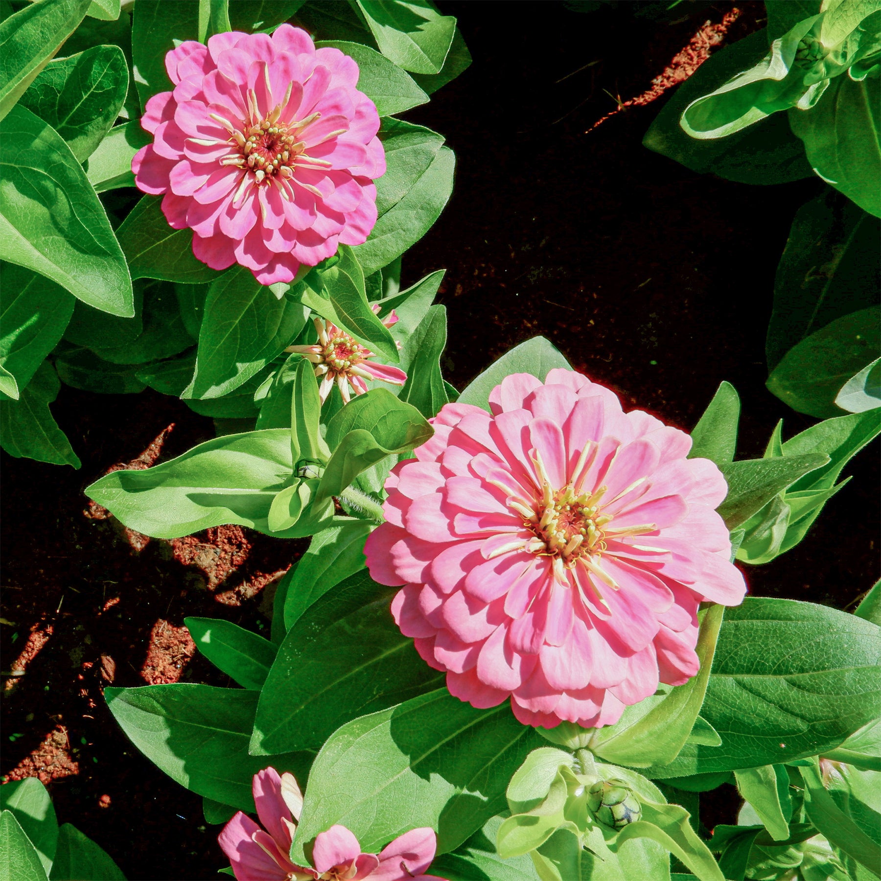 Zinnia pink - Zinnia  rose - Balcon et terrasse