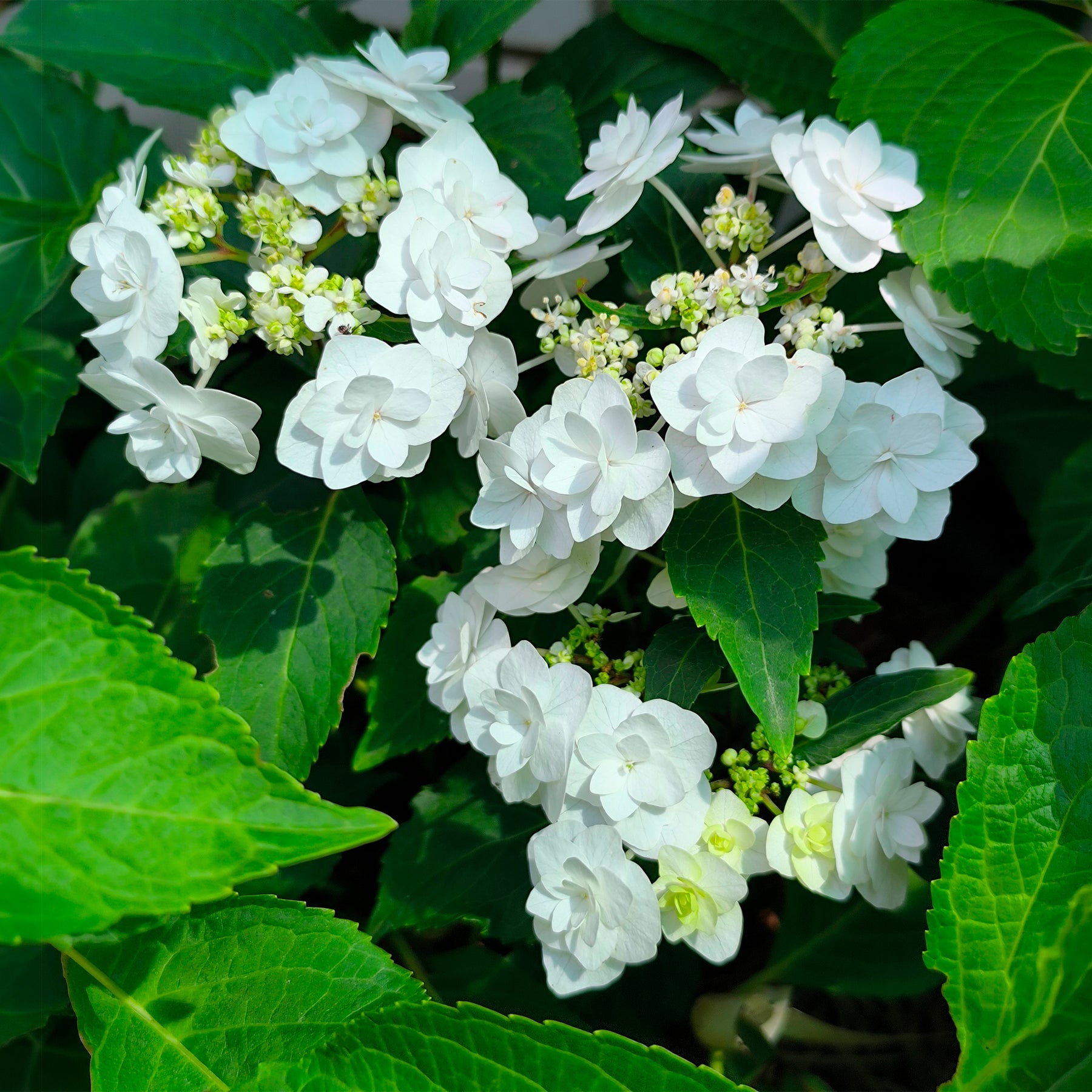Hortensia Doppio Bianco