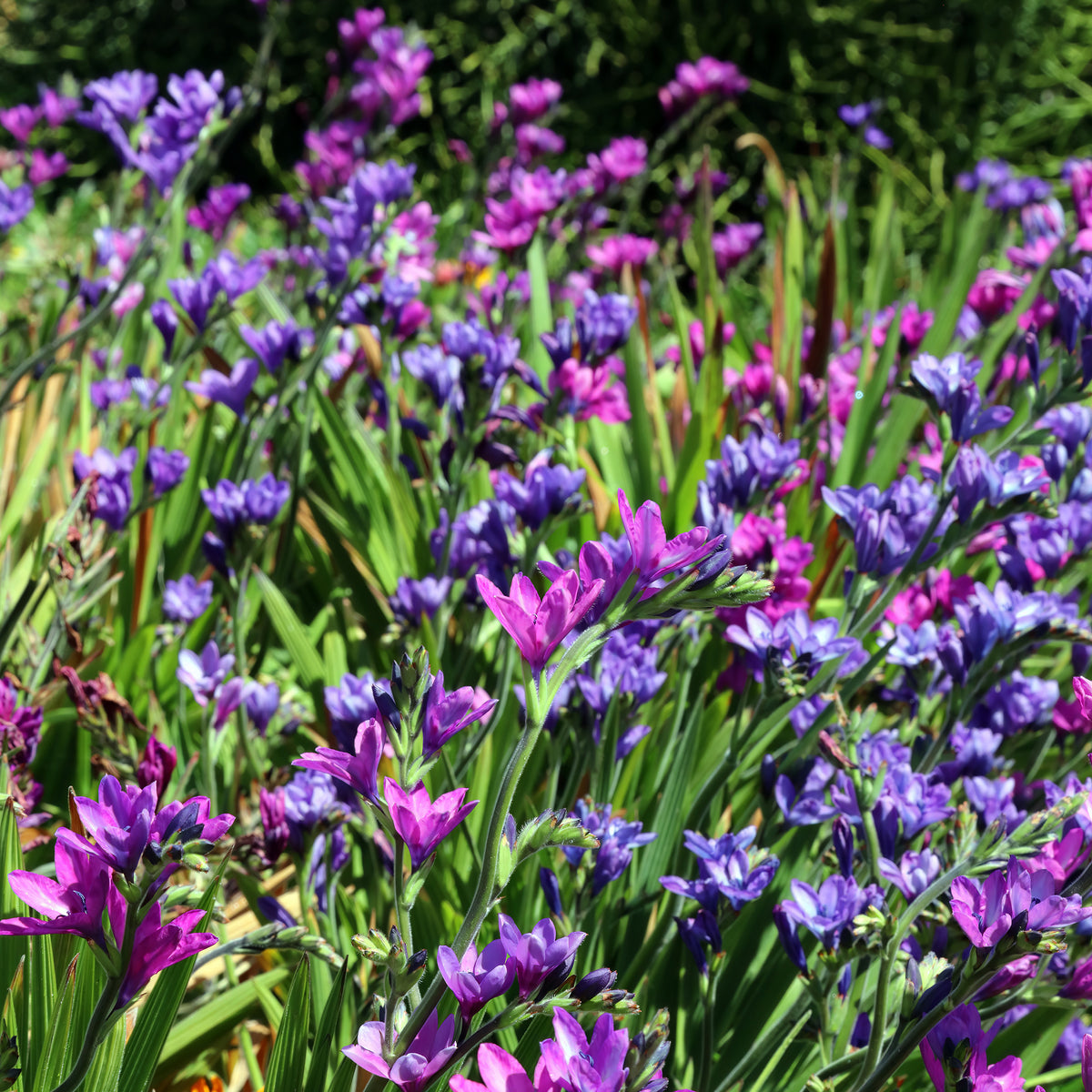 Babiana stricta - Willemse