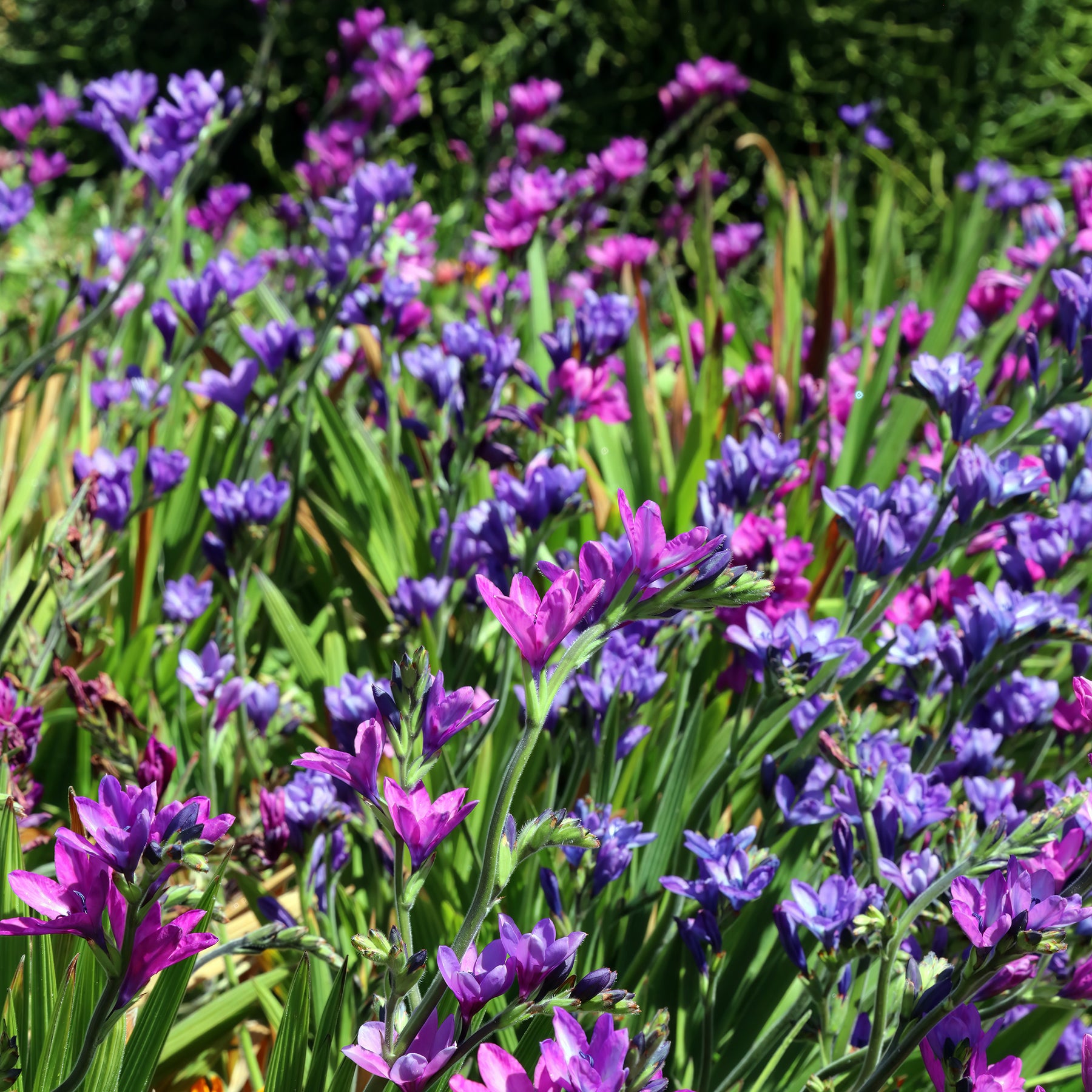 Babiana stricta - Willemse