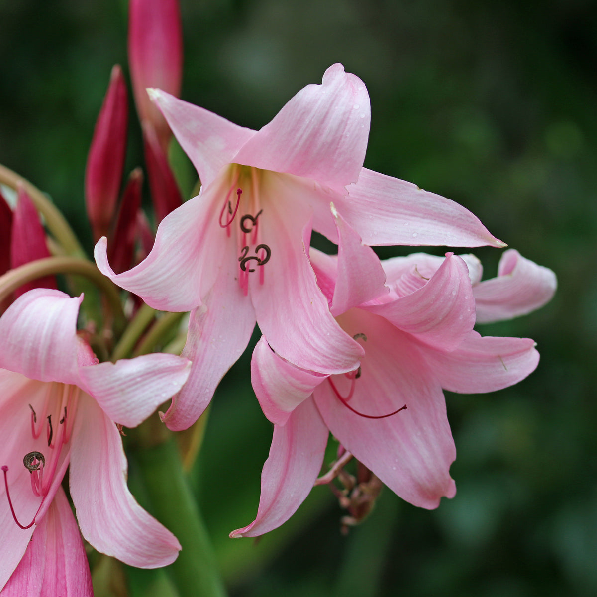 Crinole rose - Willemse