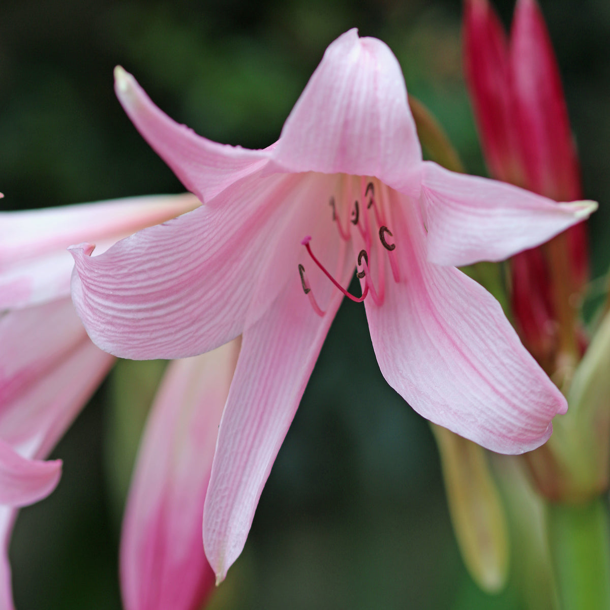Crinole rose - Crinum powellii Rosea - Willemse