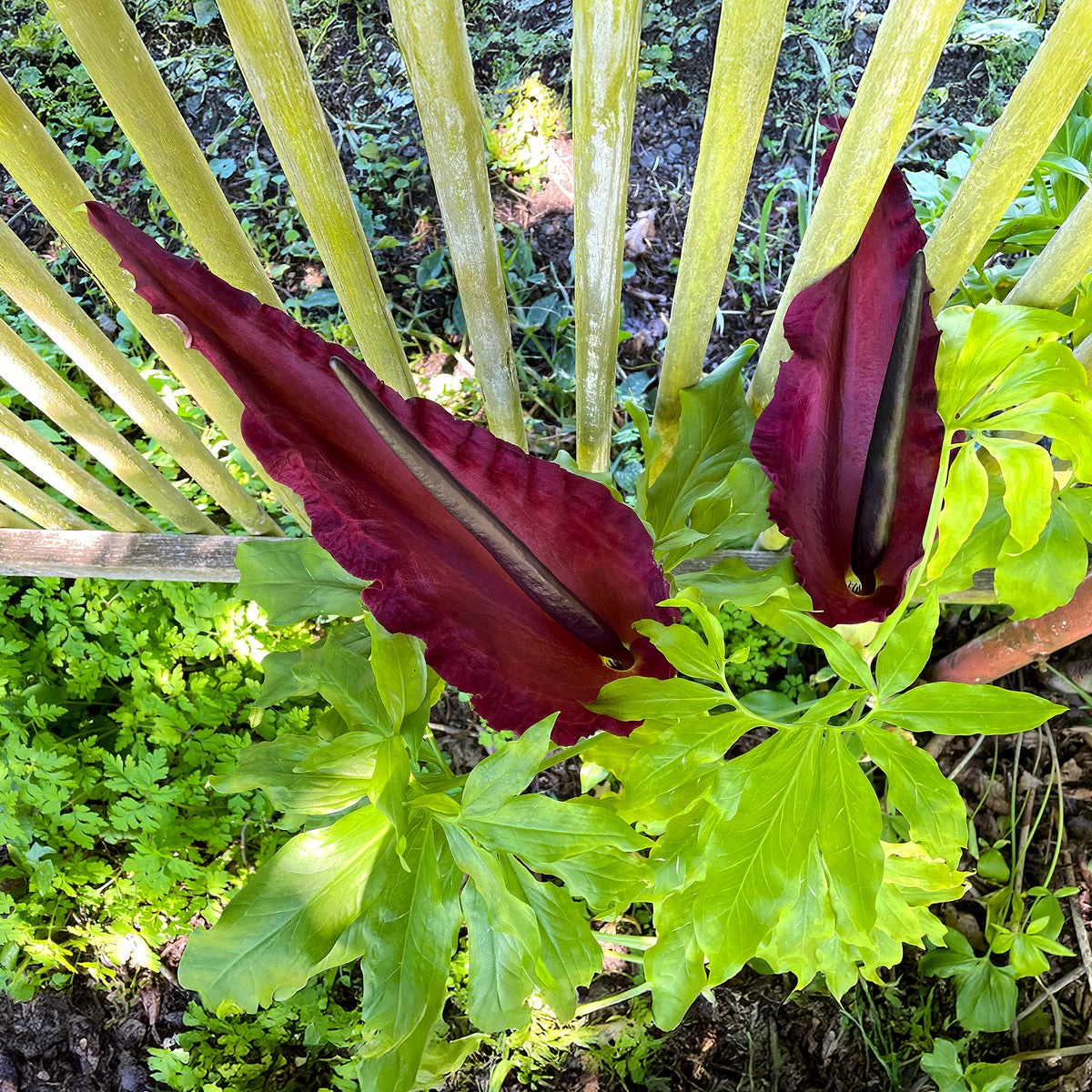 Serpentaire - Dracunculus vulgaris - Willemse