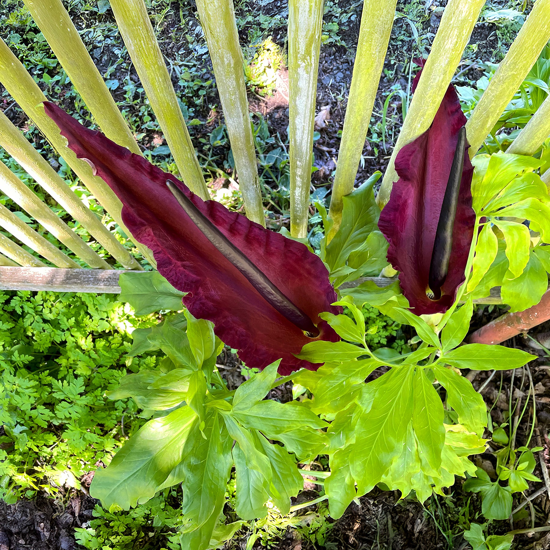 Serpentaire - Dracunculus vulgaris - Willemse
