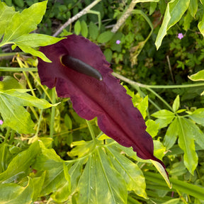 Dracunculus vulgaris - Serpentaire - Bulbes à floraison estivale