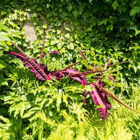 Bulbes à floraison estivale - Serpentaire - Dracunculus vulgaris