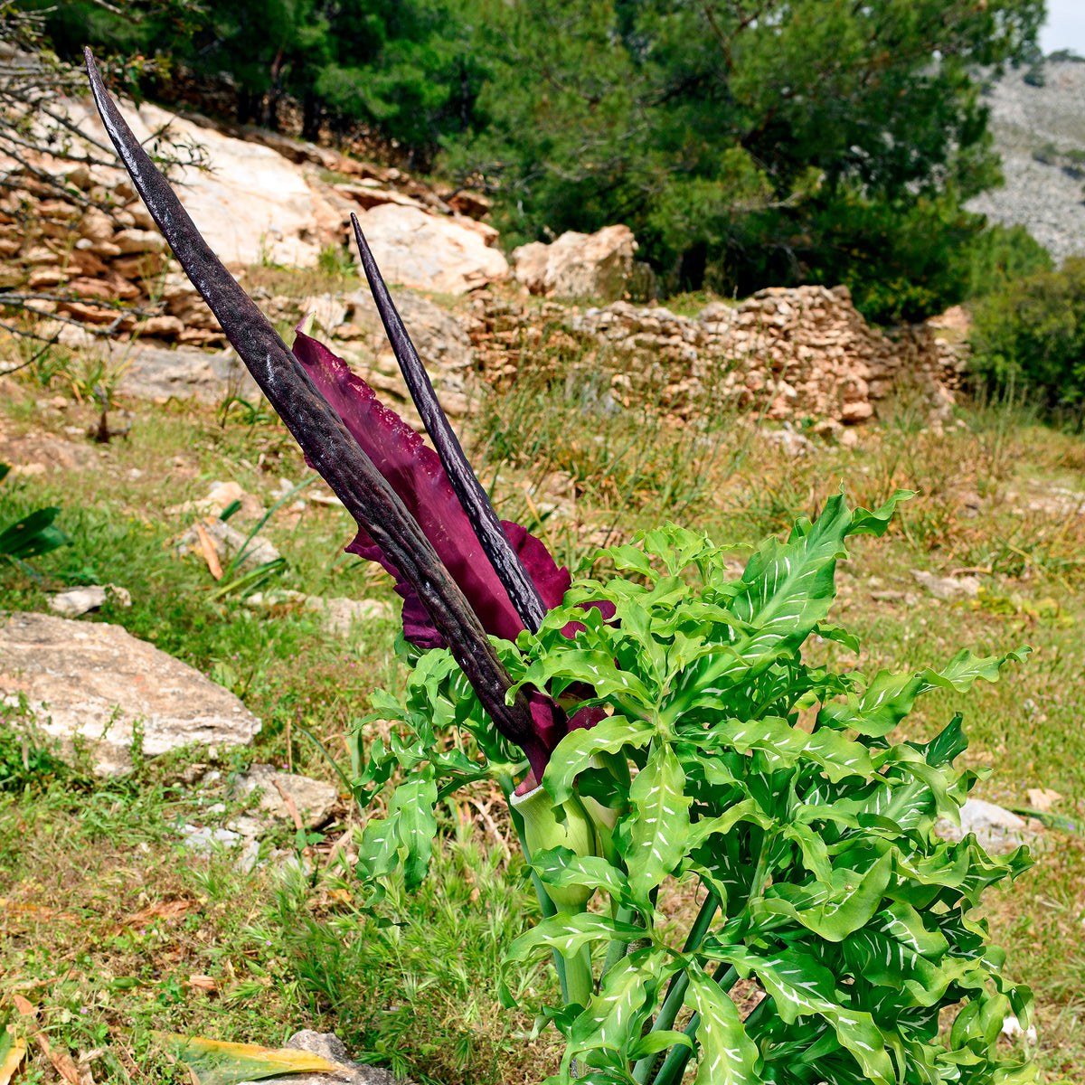 Serpentaire - Willemse