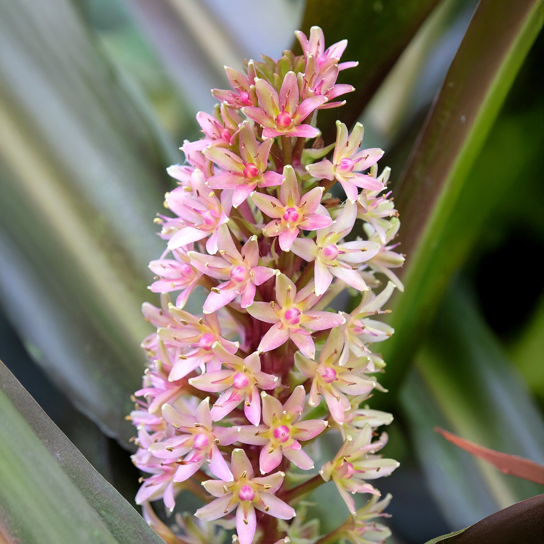 Eucomis Sparkling Burgundy® - Willemse