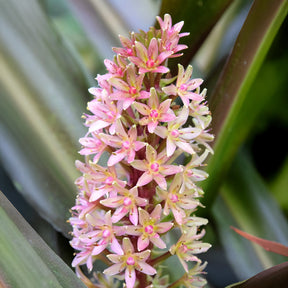 Eucomis Sparkling Burgundy® - Willemse