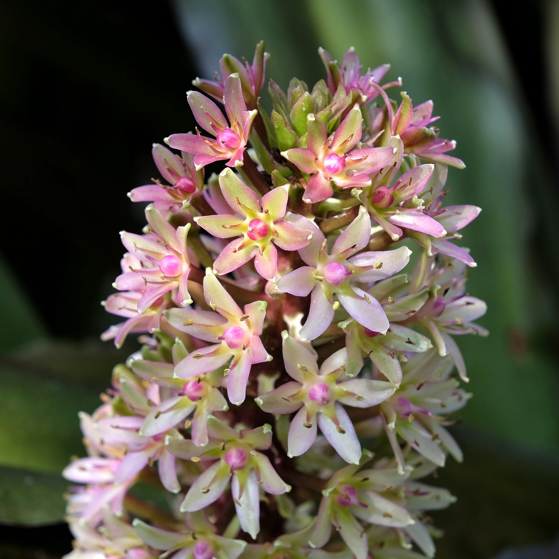 Eucomis Sparkling Burgundy® - Eucomis comosa Sparkling Burgundy® - Willemse