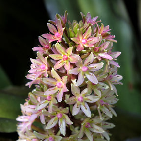 Eucomis Sparkling Burgundy® - Eucomis comosa Sparkling Burgundy® - Willemse