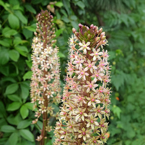 Eucomis comosa Sparkling Burgundy® - Eucomis Sparkling Burgundy® - Eucomis