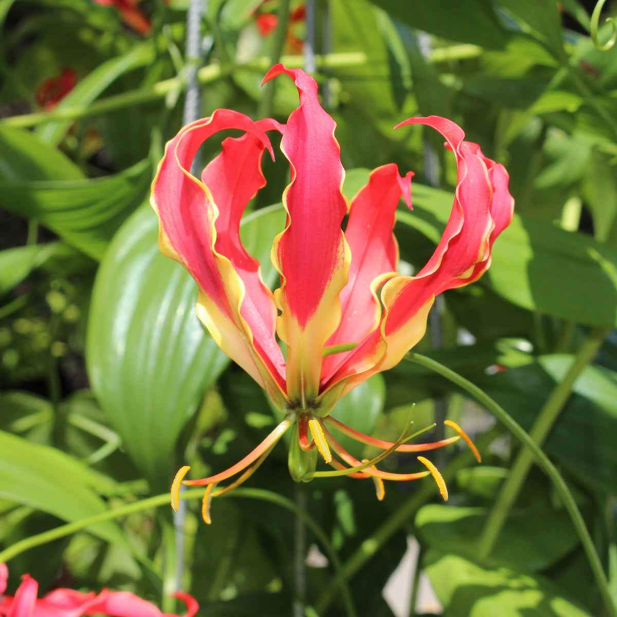 Gloriosa Carsonii - Lis de Malabar - Willemse