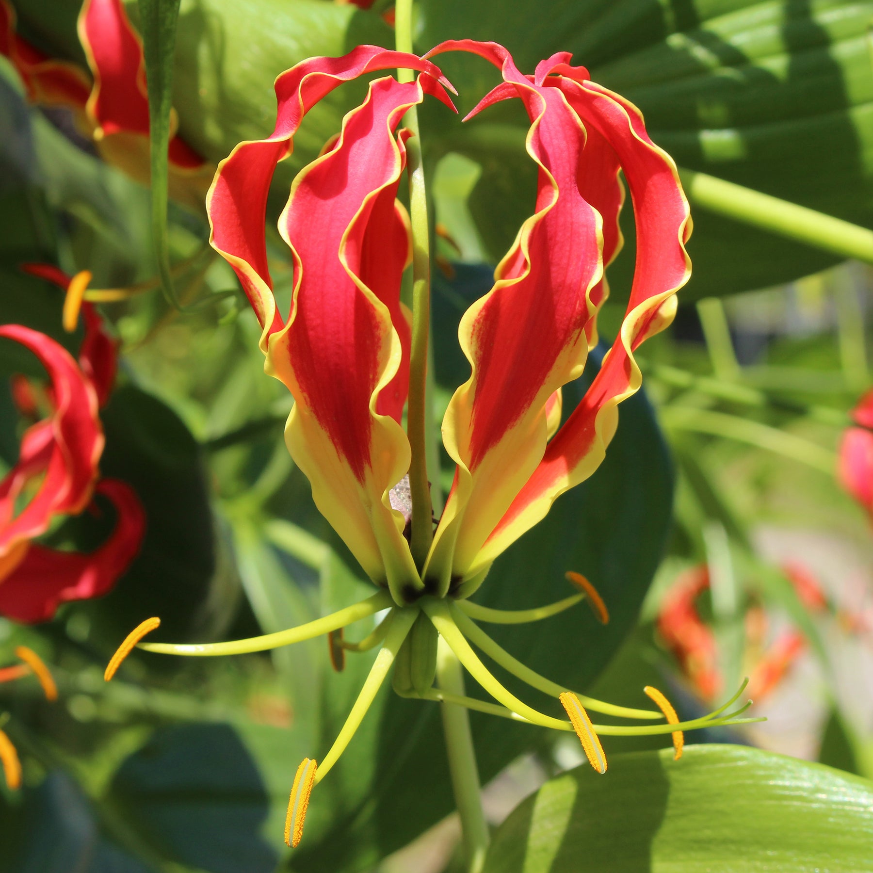 Gloriosa Carsonii - Gloriosa Carsonii - Lis de Malabar - Lis - Lys