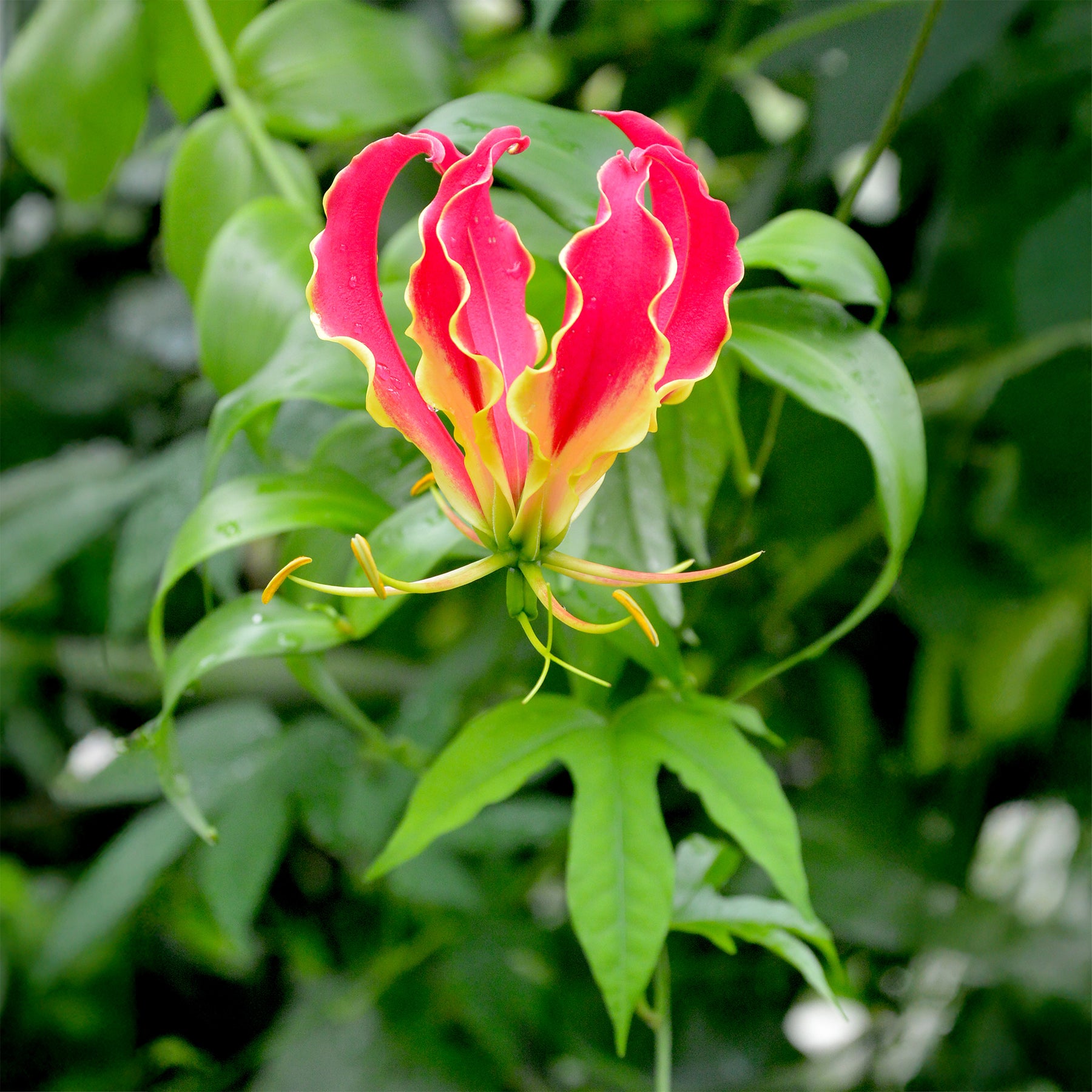 Gloriosa jaune - Lis de Malabar - Willemse
