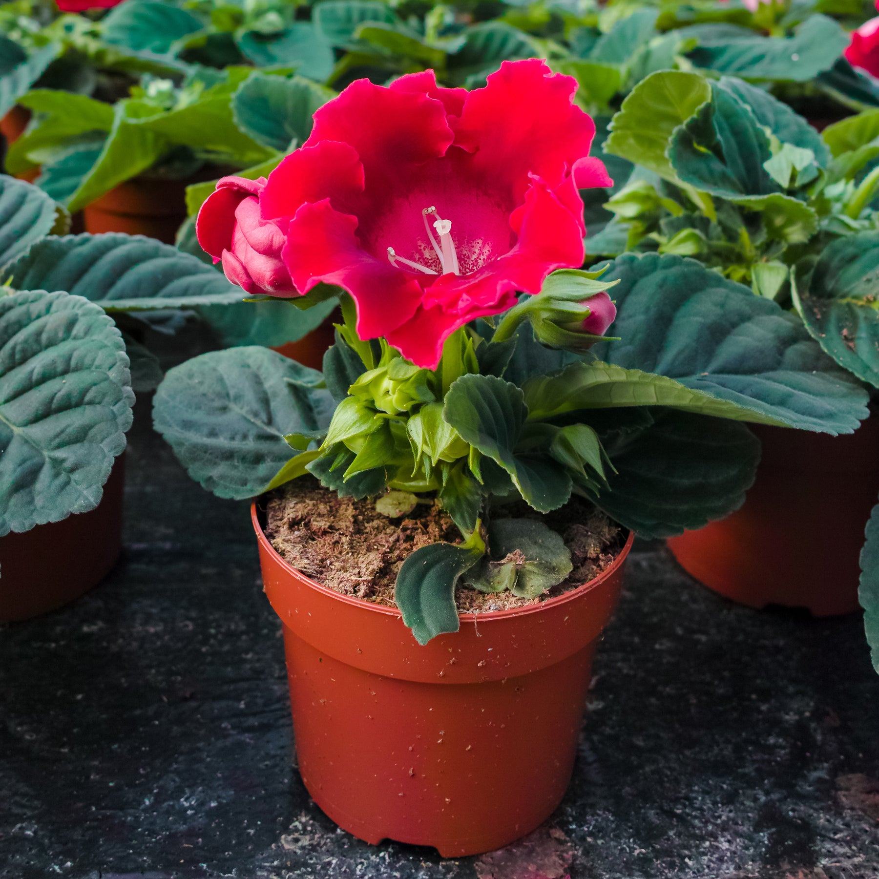 Gloxinia Etoile de feu - Willemse