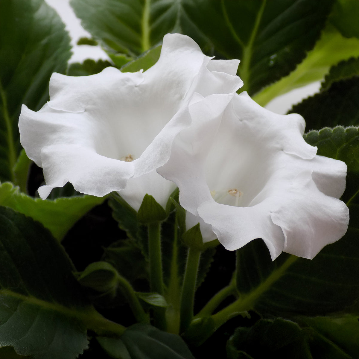 Gloxinia Mont Blanc - Willemse
