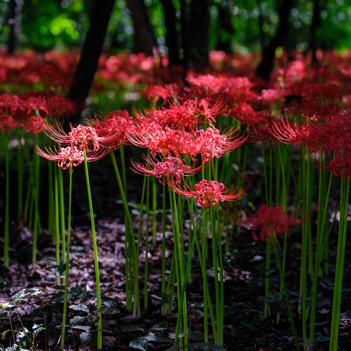 Lis araignée rouge - Lycoris radiata - Willemse