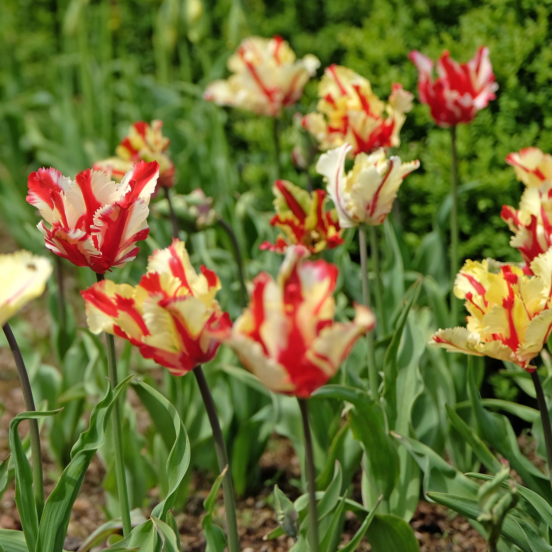 Tulipa Flaming Parrot - Tulipe perroquet Flaming Parrot - Tulipe