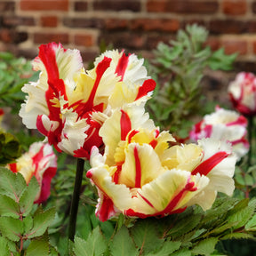 Tulipe - Tulipe perroquet Flaming Parrot - Tulipa Flaming Parrot