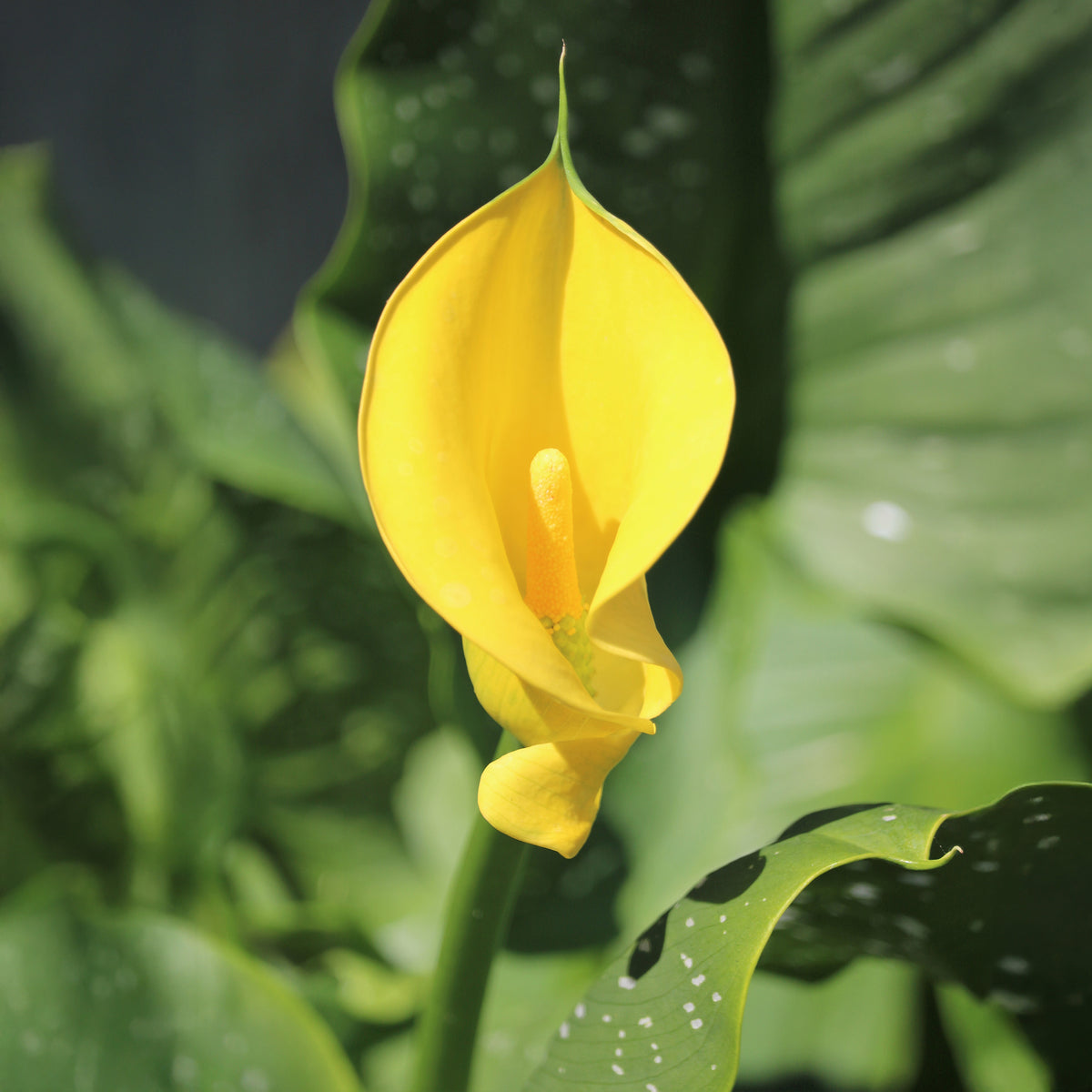 Arum Solfatare - Willemse