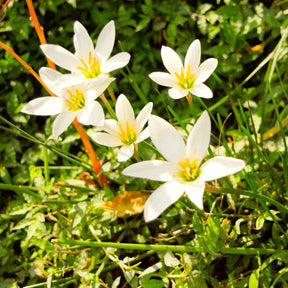Zephyranthes candida - Lis zéphyr - Lis - Lys