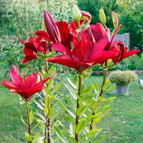 Lis asiatique rouge et mélange de graines de fleurs - Willemse