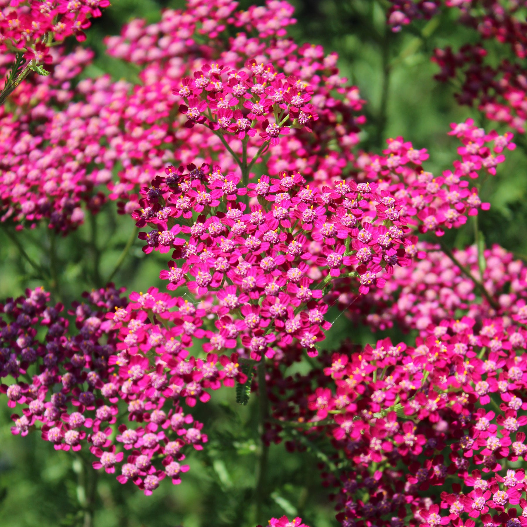 Achillea millefolium Cassis - Achillée millefeuille Cassis - Achillée