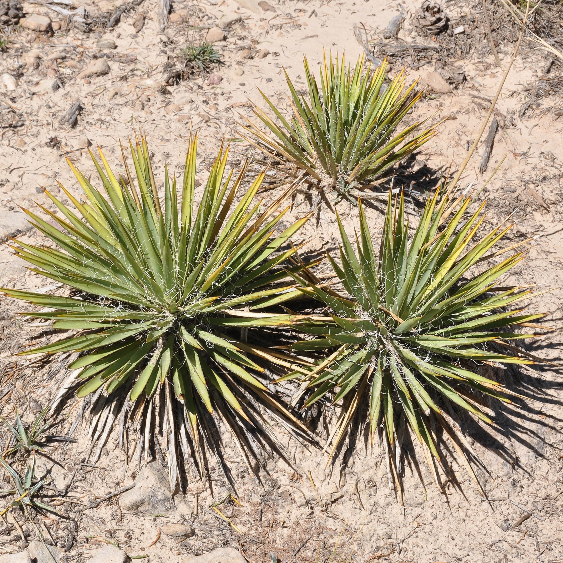 Agave Geminiflora - Willemse