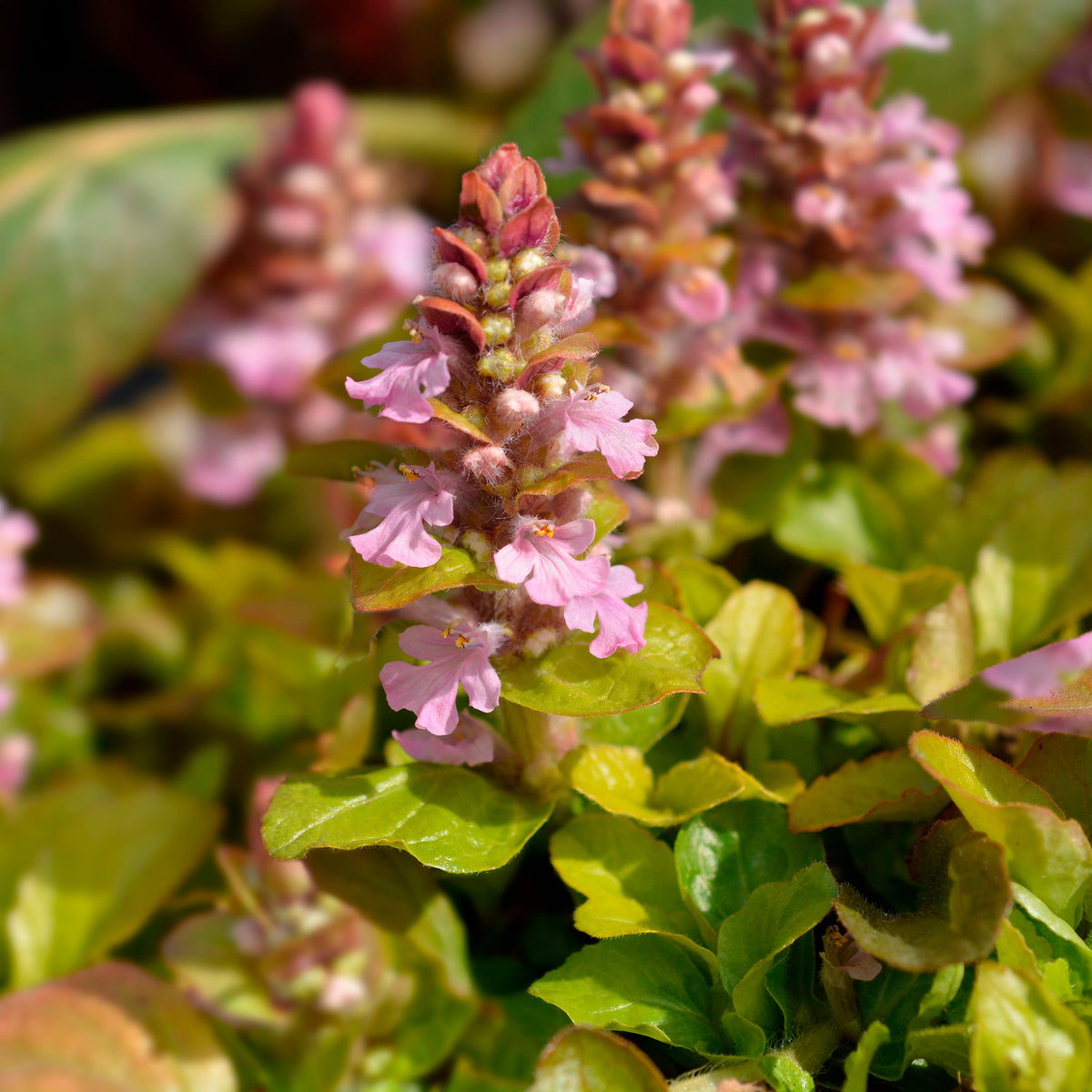 Bugle rampante Gold Chang - Willemse