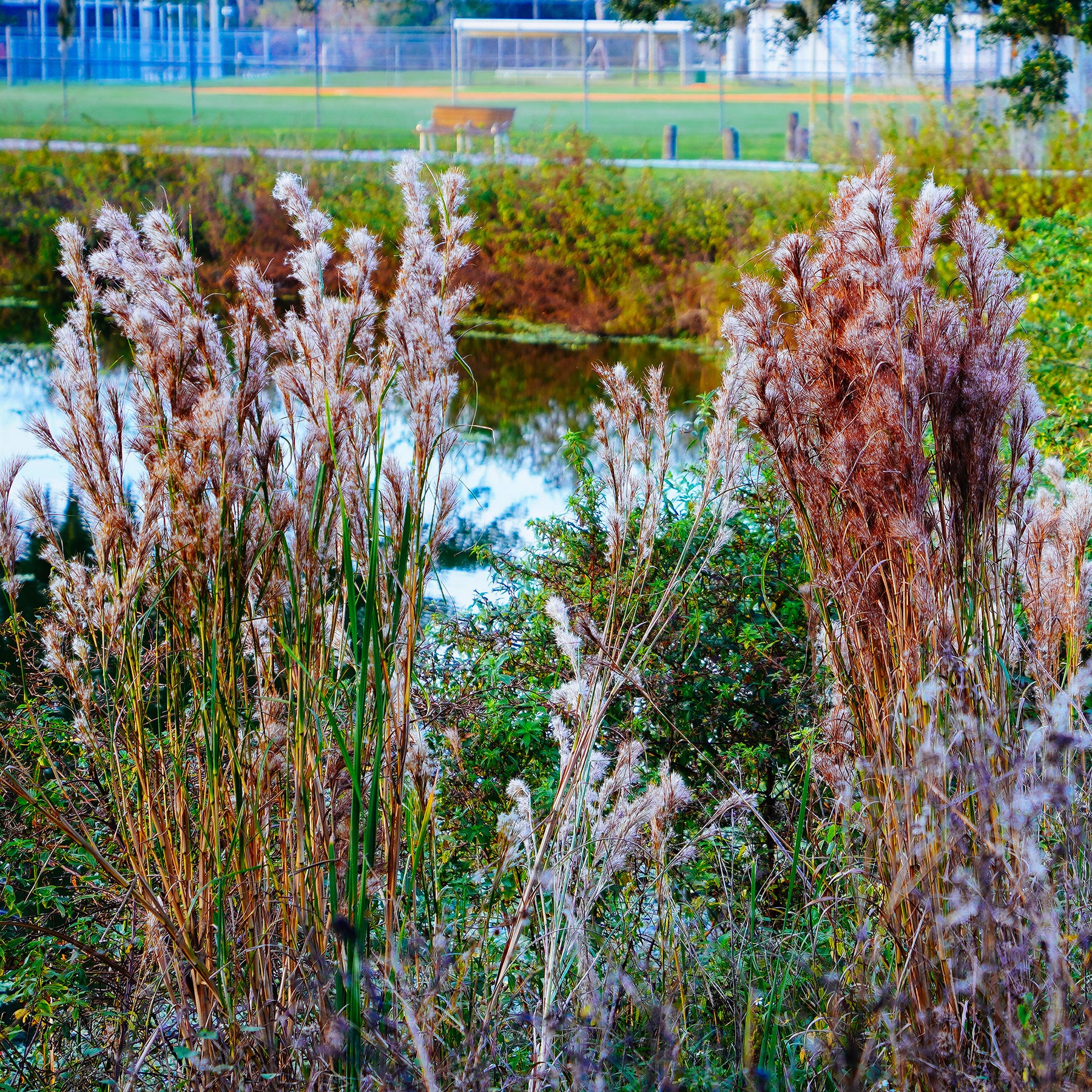 Andropogon - Barbon fendu - Andropogon ternarius - Willemse