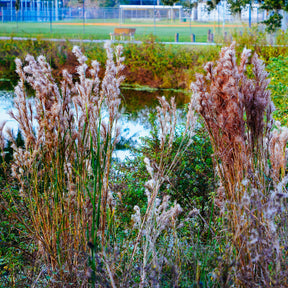 Andropogon - Barbon fendu - Andropogon ternarius - Willemse
