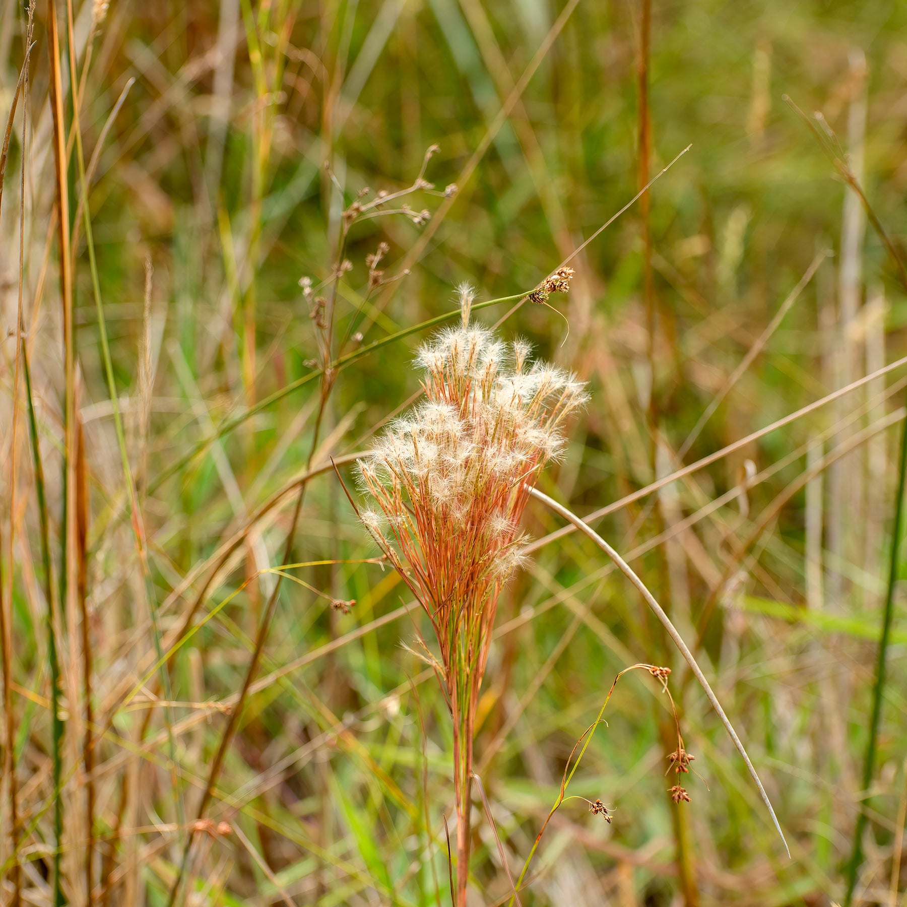 Andropogon - Andropogon - Barbon fendu - Andropogon ternarius