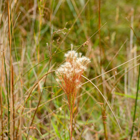 Andropogon - Andropogon - Barbon fendu - Andropogon ternarius
