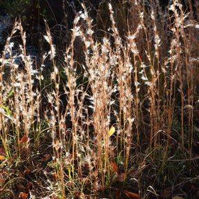 Andropogon ternarius - Andropogon - Barbon fendu - Andropogon