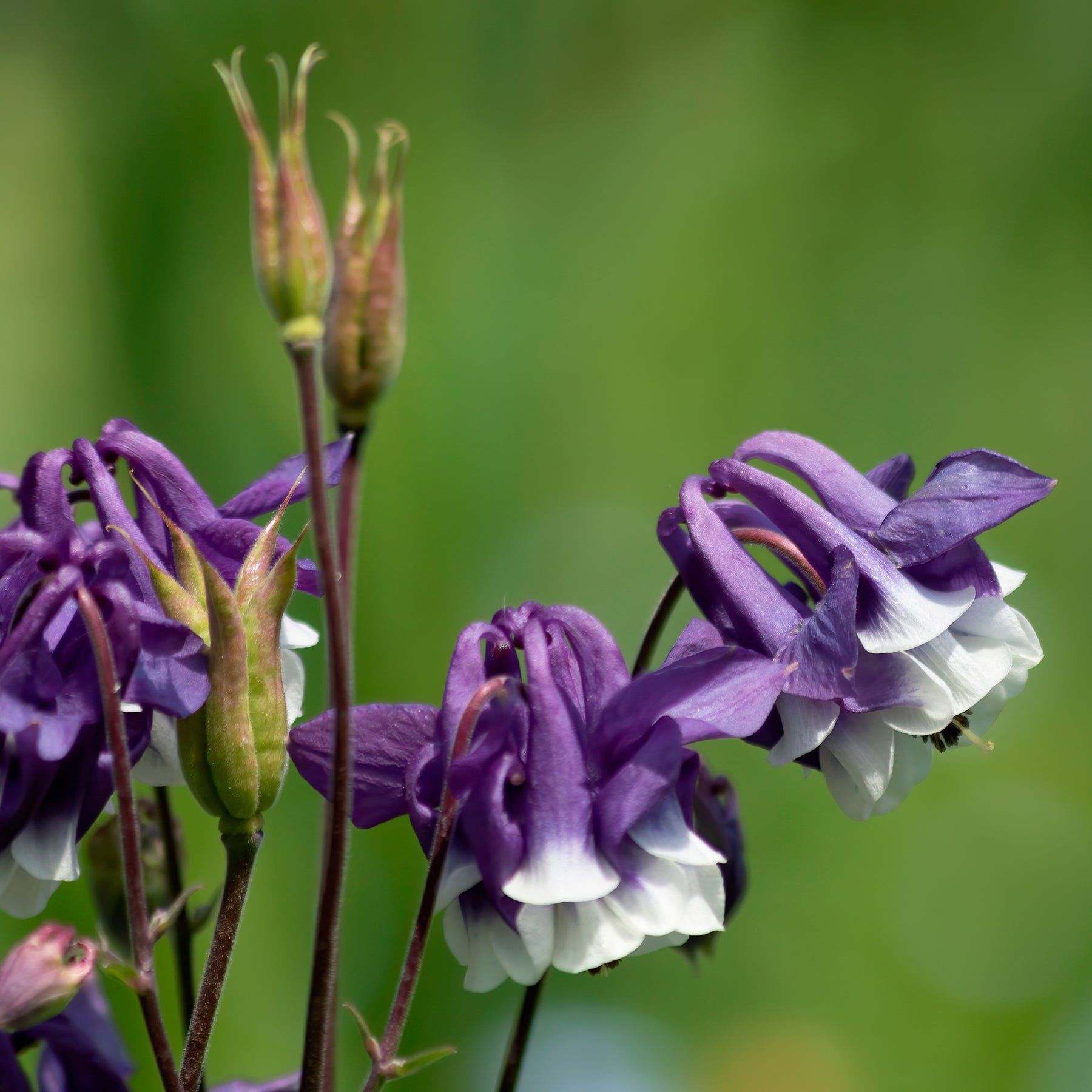 Ancolie des jardins Winky Double Blue & White - Willemse