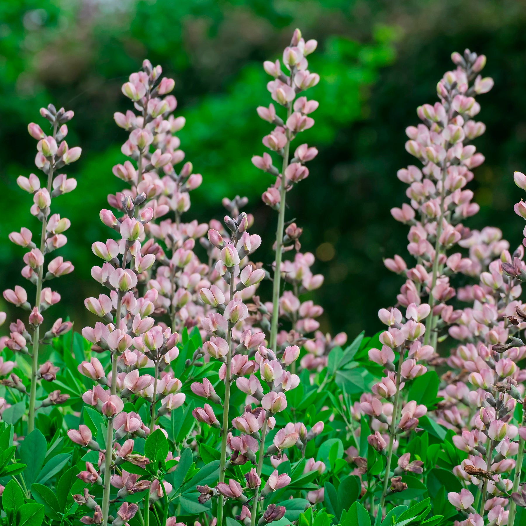 Lupin indigo Pink Truffles - Baptisia Pink Truffles - Willemse