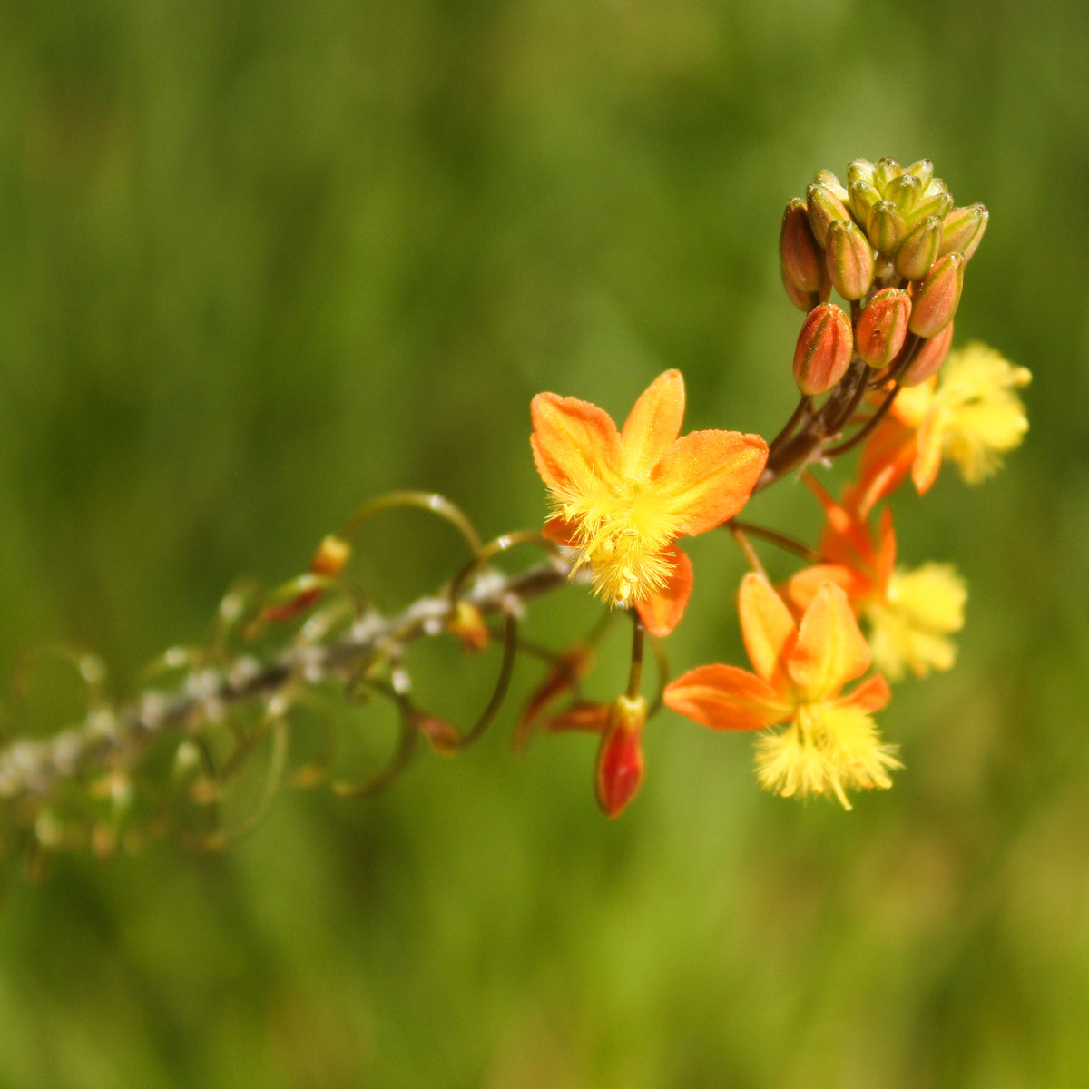 Bulbine Avera Sunset Orange - Willemse