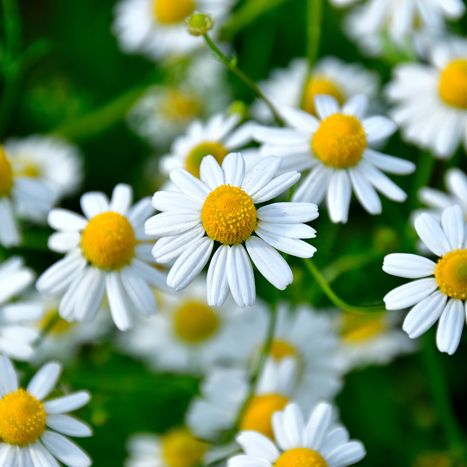 Camomille romaine - Willemse