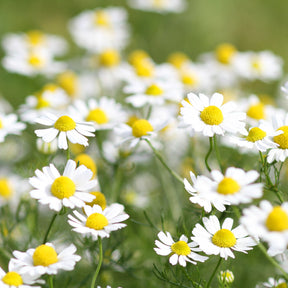 Camomille - Camomille romaine - Chamaemelum nobile