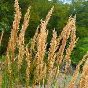 Stipe argentée - Stipa calamagrostis - Willemse