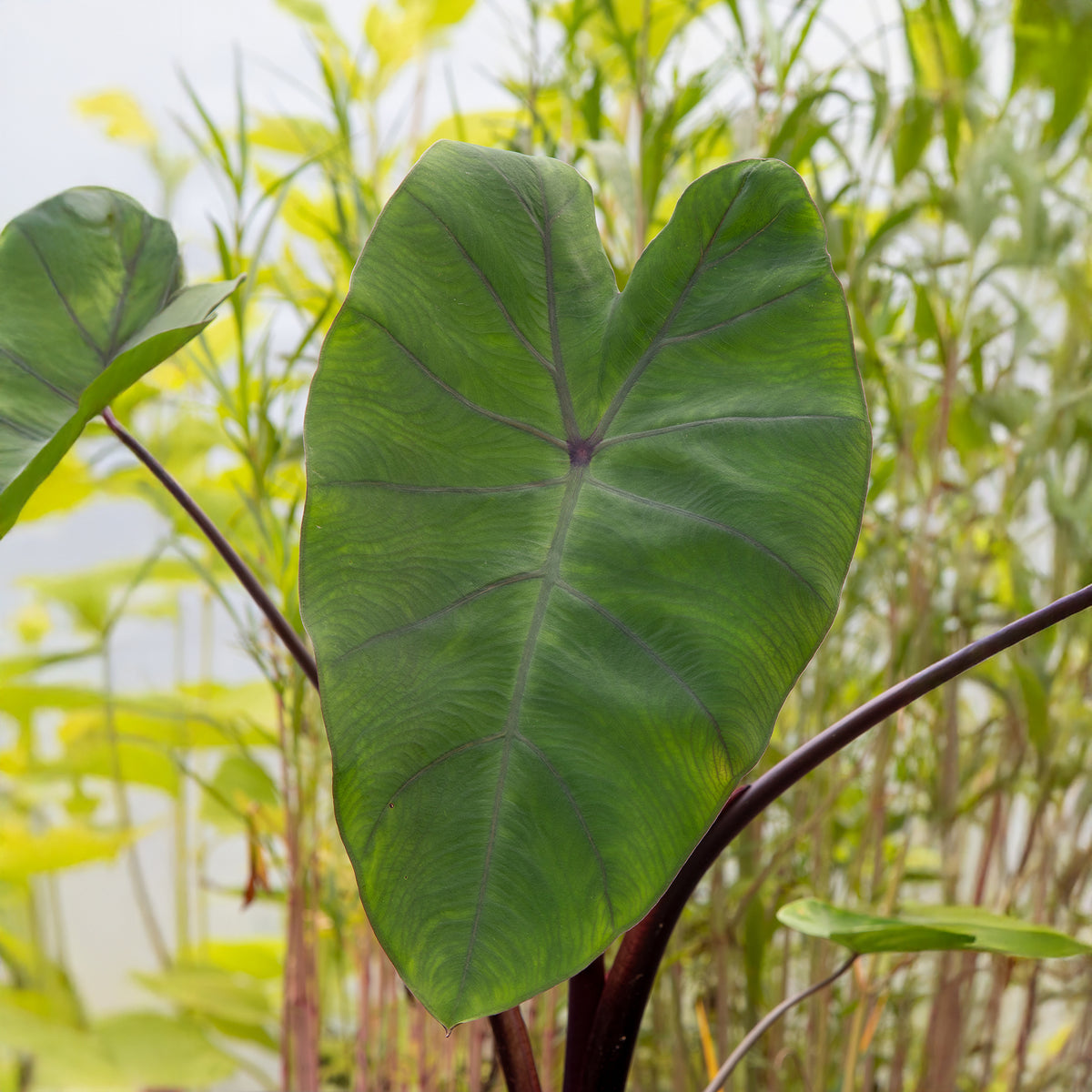 Colocasia Metallica - Oreille d'éléphant - Willemse