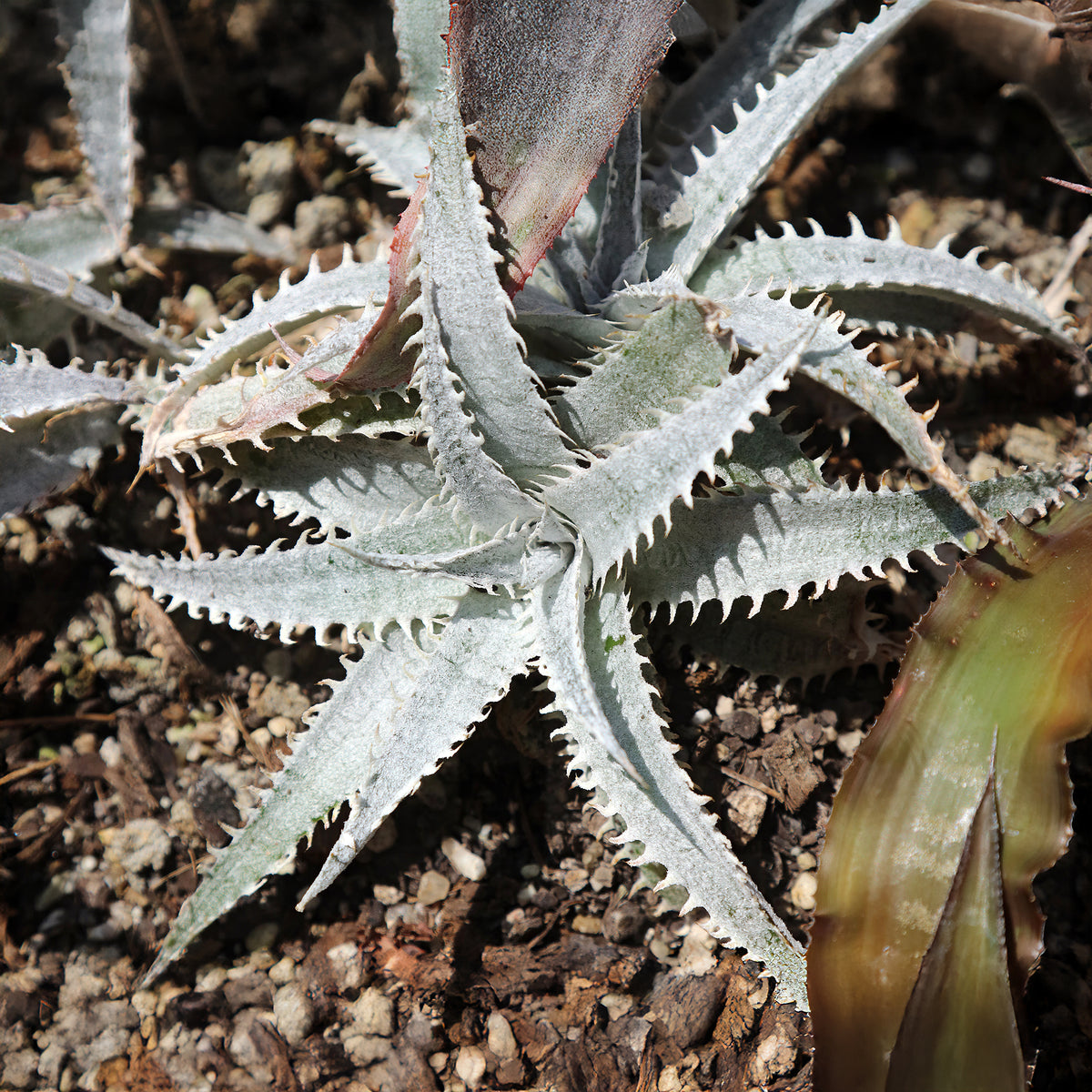 Dyckia Grand Marnier - Willemse